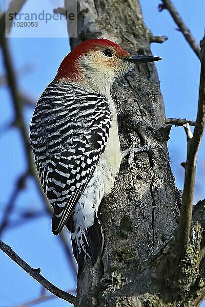 The red-bellied woodpecker (Melanerpes carolinus) . Is a medium-sized woodpecker.American bird occurring mainly in the eastern United States