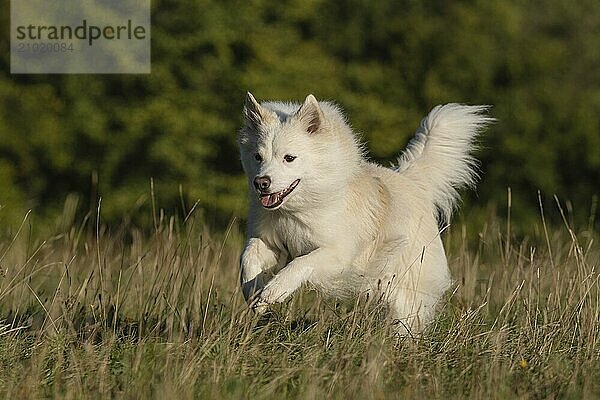 Icelandic dog in action