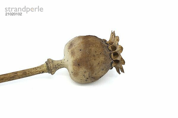 Dried poppy seed pod isolated on white background  full depth of field