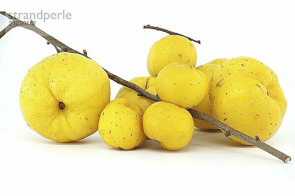 Bright golden-yellow quince fruits isolated on white background  full depth of field  Chaenomeles japonica or Japanese quince