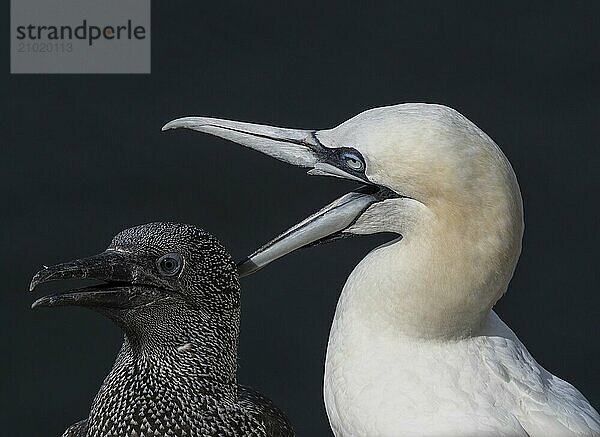 Gannet young with adult bird