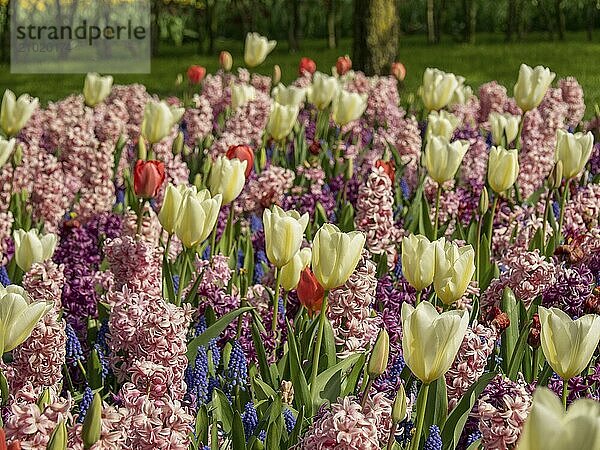 Tulipa polychroma field with tulips and hyacinths on a sunny spring lawn  Amsterdam  the Netherlands