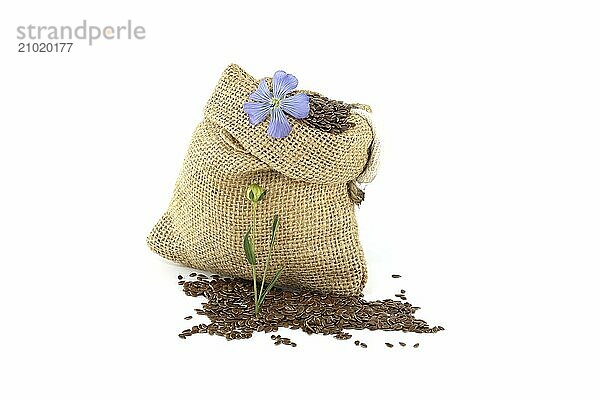 Flax seeds  also known as Linseed  Flaxseed and Common Flax in a burlap bag and blue flax blossom isolated on white