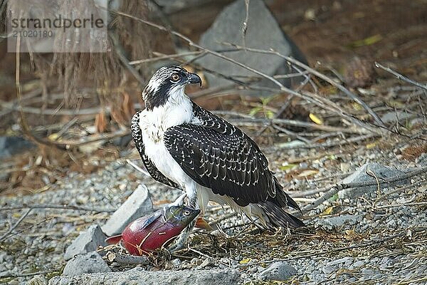 A large osprey stands guard over its fish it recently caught in north Idaho