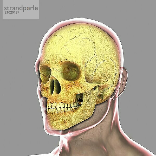 Human skull