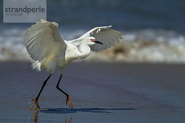 A snowy egret flaps its wings while running on the wet sand in Florida