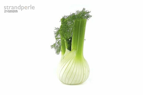 Whole fennel bulb predominantly light yellow  with contrasting shades of green on the stalks and feathery leaves isolated on white background