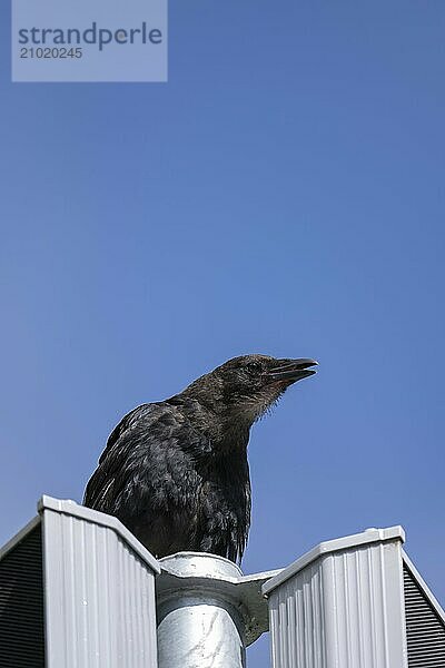 Carrion crow (Corvus corone)  sitting on a light-coloured loudspeaker  looking to the right  beak slightly open  blue background  Dortmund  Germany  Europe