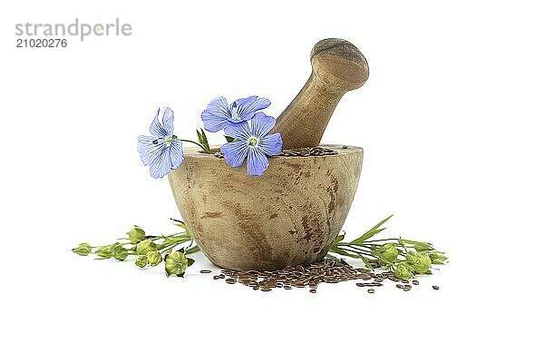 Vibrant blue flax flower is sitting on wooden mortar filled with small brown linseed near flax fruit round capsules isolated on white background