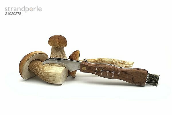 King bolete or ceps mushrooms near knife with curved blade and small brush specially for picking fungi isolated on white background