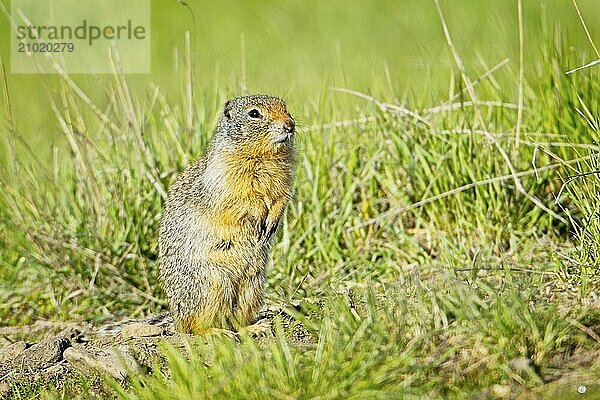 A small furry Columbian Ground Squirrel sits up on its hind legs at the Turnbull Wildlife Refuge near Cheney  Washington