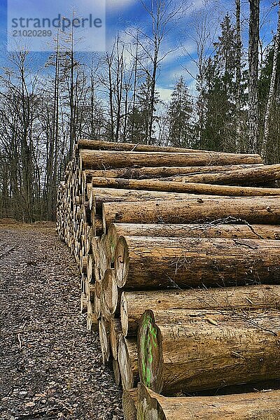 Stacked tree trunks by the side of the road in the forest. Tree material or renewable energy from natural raw materials