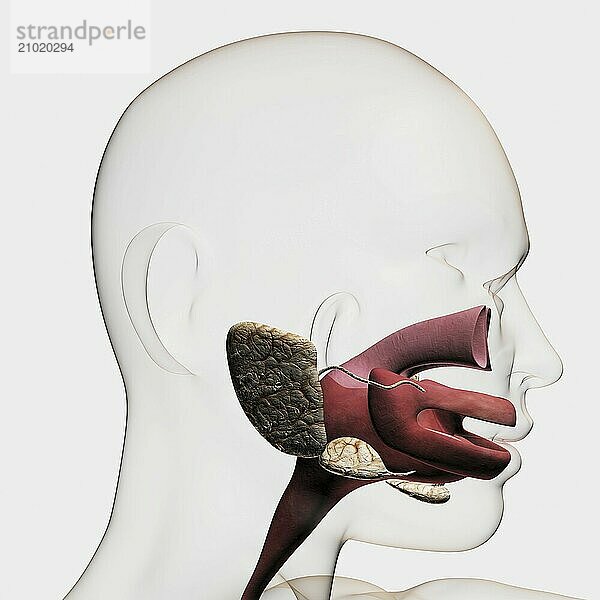 Medical illustration of the human digestive system  salivary glands  esophagus  and oral cavity