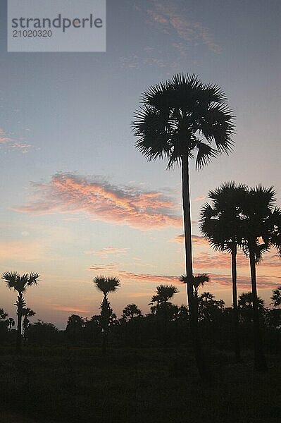 Sunrise among the palms  Tamil Nadu  South India