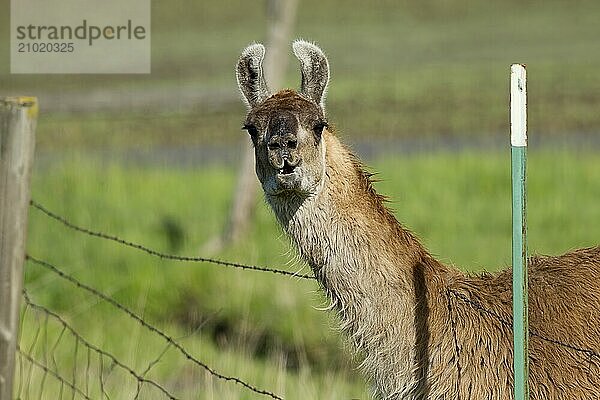 A brown Llama leans through the wire fence near Potlach  Idaho