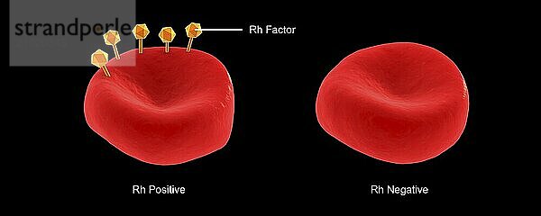 Conceptual illustration of Rh factor on a red blood cell