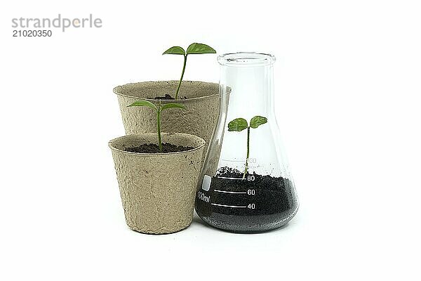 Green seedling sprouting from biodegradable pot near conical glass flask filled with soil and green plant  isolated on white background