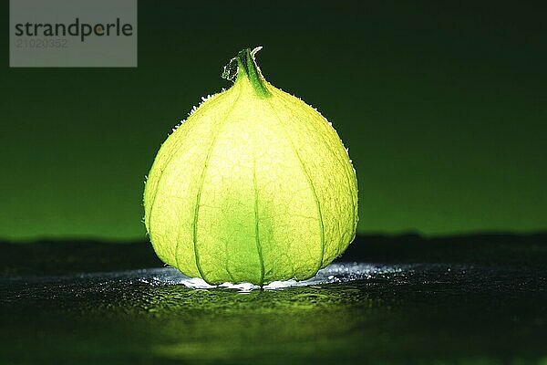 Physalis on black wet soil with green background. Illuminated fruit. Vitamin C rich fruit. Structures shown in detail. Photo food