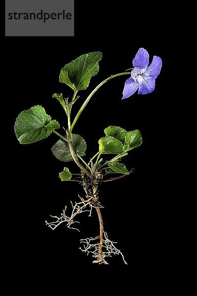 Whole blue violet plant with roots and flower cropped on black