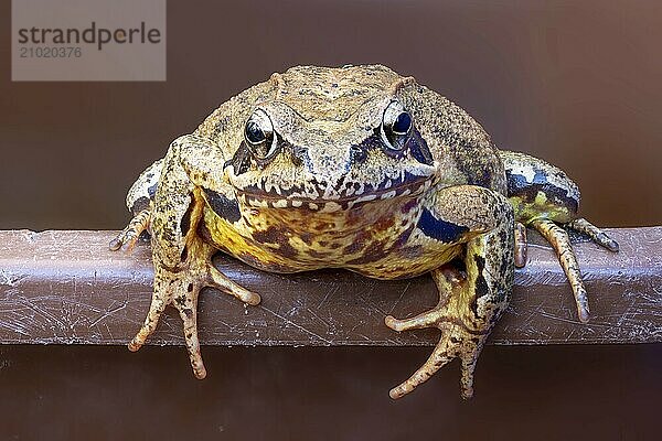 Portrait of a Common Frog on the edge of a bucket against a brown background