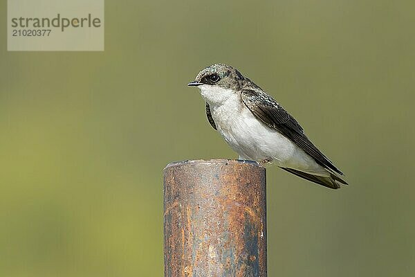 Tree swallow perched on a metal post in Hauser  Idaho