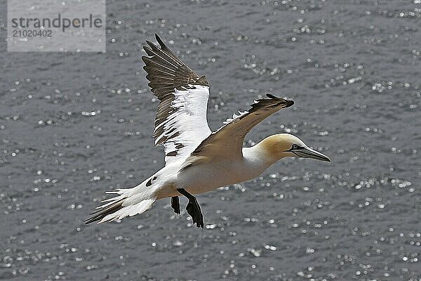 Basstoelpel  Morus bassanus  Northern gannet