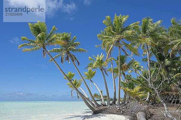 Bundle of coconut palms (Cocos nucifera)  private island  bird island  privileged  ecological  adventure  Tetiaroa  atoll  Marlon Brando Island  French Polynesia  Society Islands  Leeward Islands  Oceania