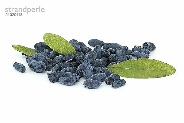 Honeysuckle berries and branch with leaves and berries isolated on white background