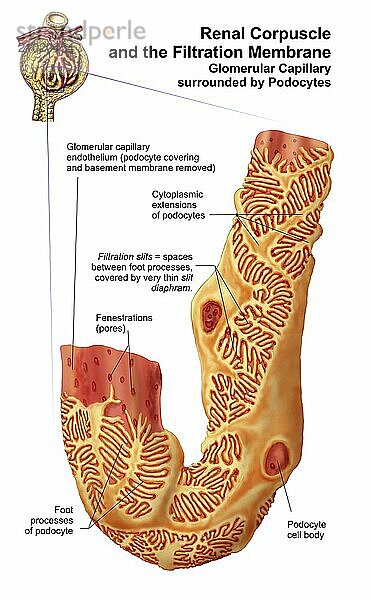 Renal Corpuscle and the filtration membrane. Glomerular capillary surrounded by podocytes