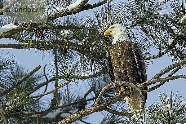 A large American bald eagle is perched on a branch in front of several other pine branches behind it in north Idaho