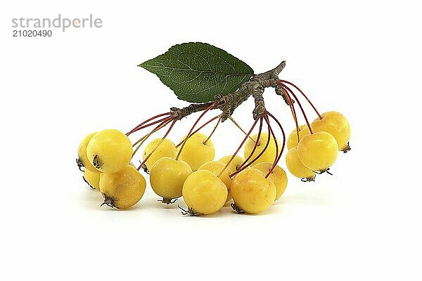 European crab apple or wild apple (Malus sylvestris) isolated on white background