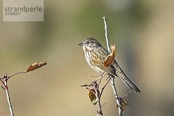 A cute song sparrow is perched on a twig near Hauser  Idaho