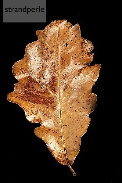 An abstract flat lay photo of a dried autumn leaf set against a black background