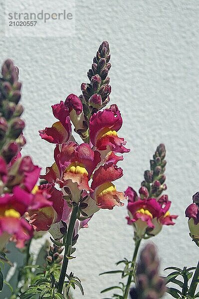 Red snapdragons  Antirrhinum majus  against white background