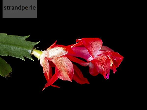 A close up studio photo of a Christmas Cactus flower set against a black background