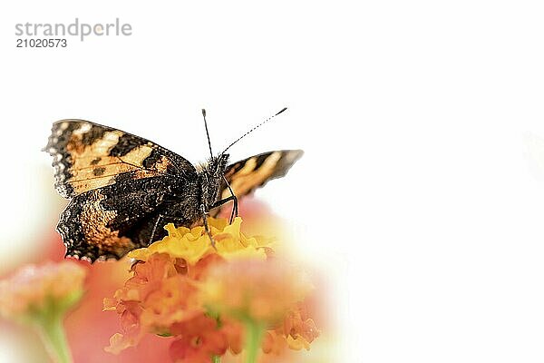 Colourful butterfly sits on an orange flower  cropped on white