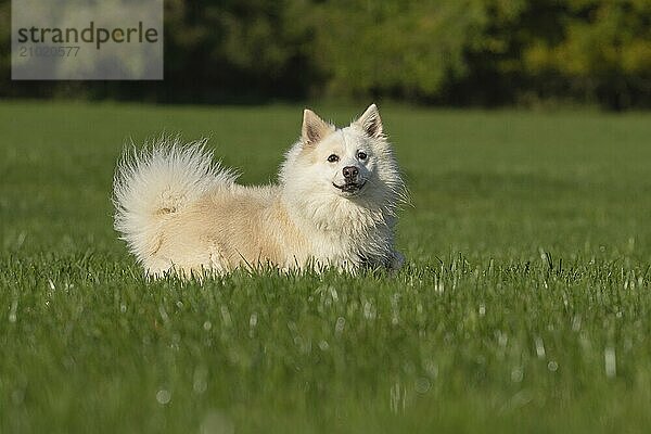 Icelandic dog in a meadow