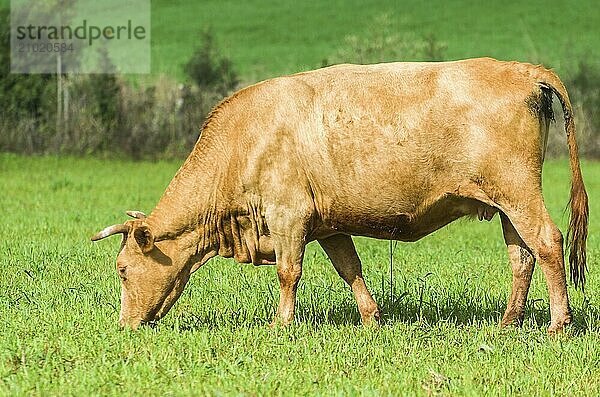 Beef cattle on green field in Brazil