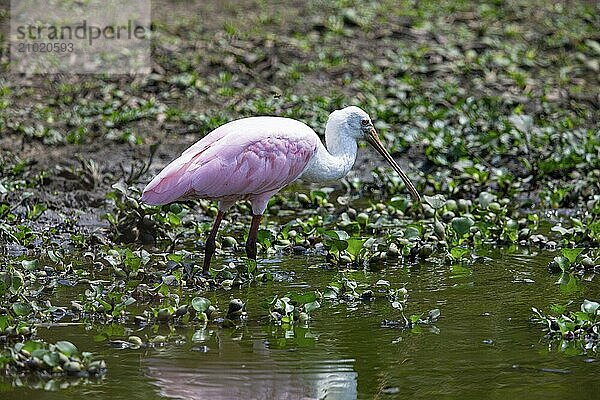 Roseate spoonbill (Ajaia ajaja) Pantanal Brazil