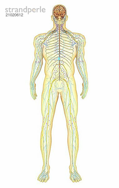 Anatomy of human nervous system and lymphatic system  front view