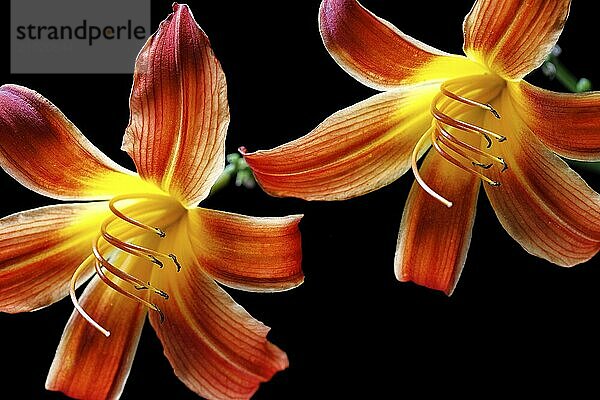 A close up of two day lilies set against a black background