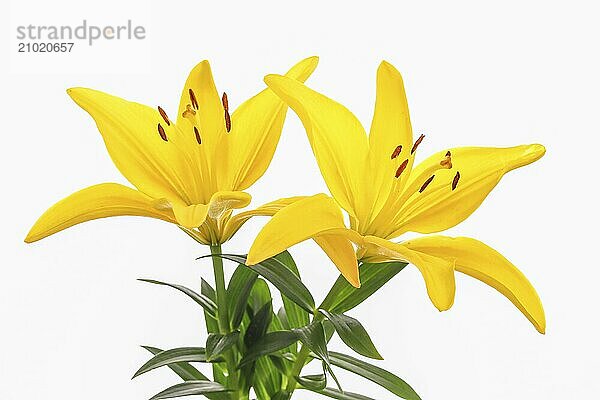 A close up studio photo of two yellow lillies set against a white background