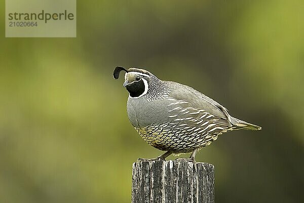 A beautiful California Quail iis perched on a wood post in north Idaho