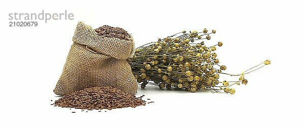 Flax seed  also known as Linseed  Flaxseed and Common Flax in a burlap bag and bunch of dry flax plant isolated on white