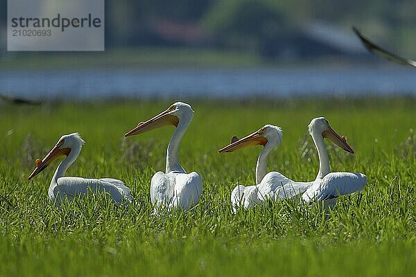 A group of American white pelicans in a grassy field by Hauser Lake in north Idaho