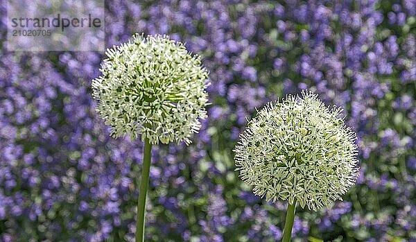 Two white flowers of ornamental leek in front of a purple flowering background in a garden  North Rhine-Westphalia  Germany  Europe