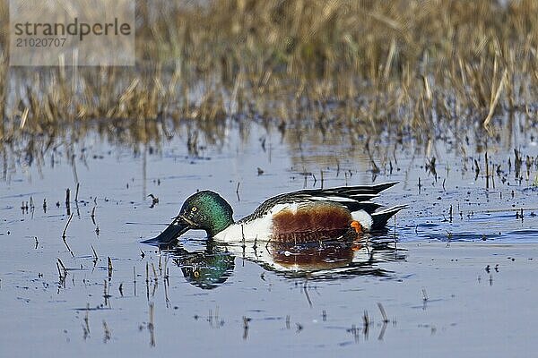 A male northern shoveler has its bill in the water near Hauser  Idaho