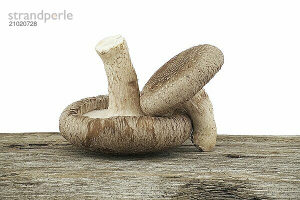 Shiitake mushrooms on a rustic wood surface over white background. Lentinula edodes  medicinal herbs and fungi