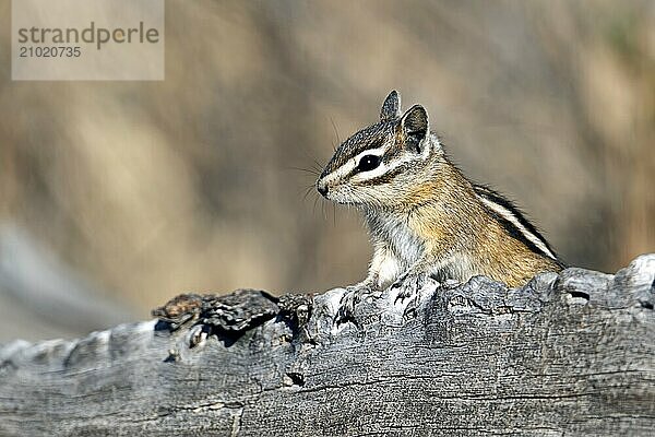 A chipmunk pops up from behind a log at turnbull wildlife refuge in Cheney  Washington