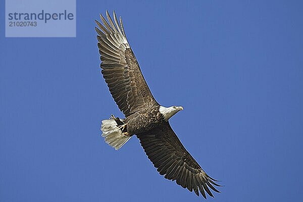 A bald eagle with a fish in its talons soars up high in north Idaho